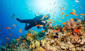 Snorkel or Dive in the Red Sea Coral Reefs